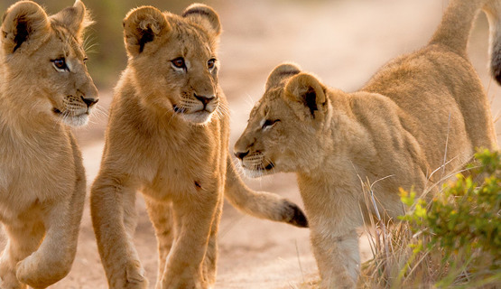 Lion-cubs-replace.jpg