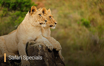 safari-specials.jpg