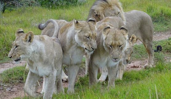 Kariega Game Reserve Pride of Lions