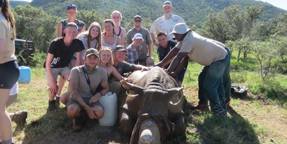 Rhino dehorning.jpg Rhino dehorning.jpg