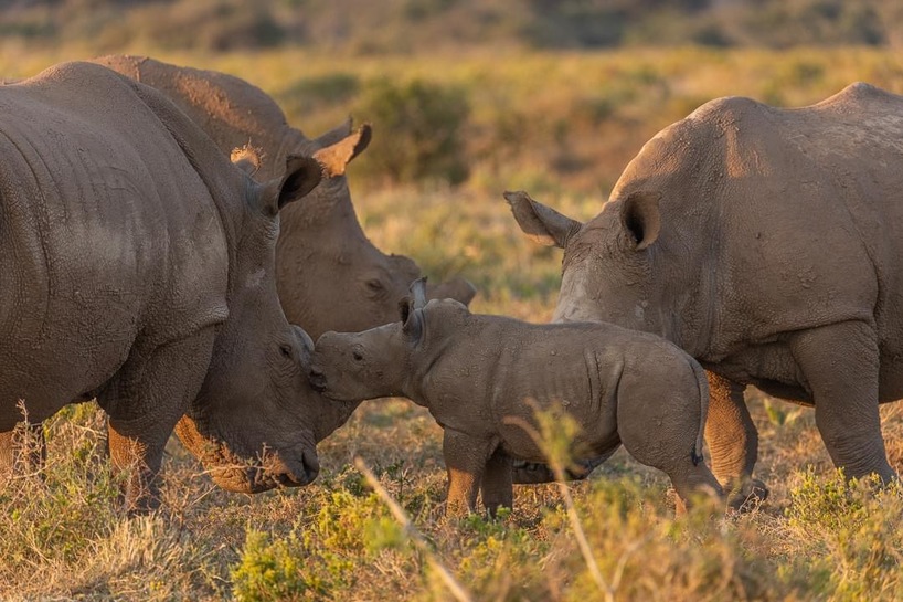 Rhino Calf Being Followed By Crash At Kariega Game Reserve