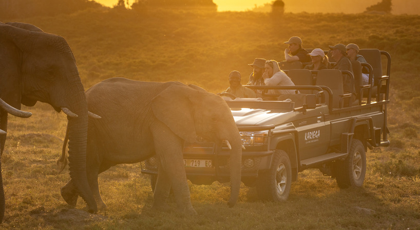 A safari - Kariega guests viewing elephants- Brendon Jennings