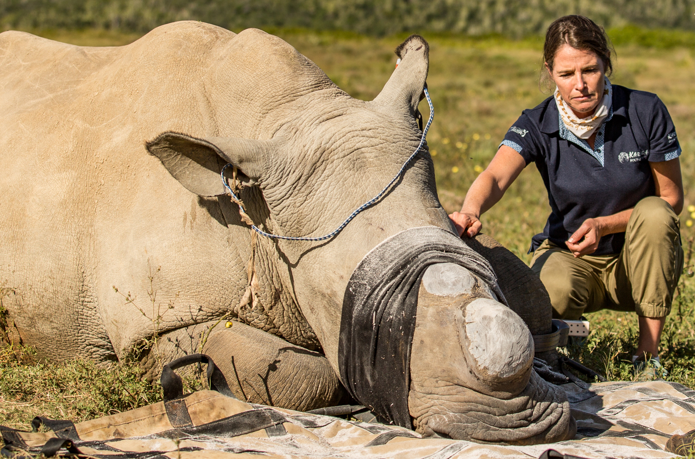 CEO Lindy Sutherland during a rhino procedure CEO Lindy Sutherland during a rhino procedure