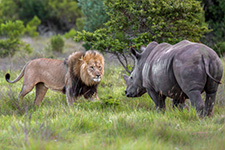 Lions at Kariega 15% off July, August & September 2025