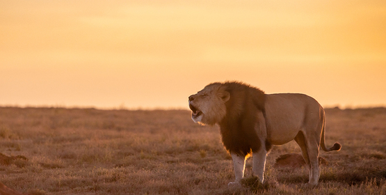 Lion roaring at dusk - Brendon Jennings