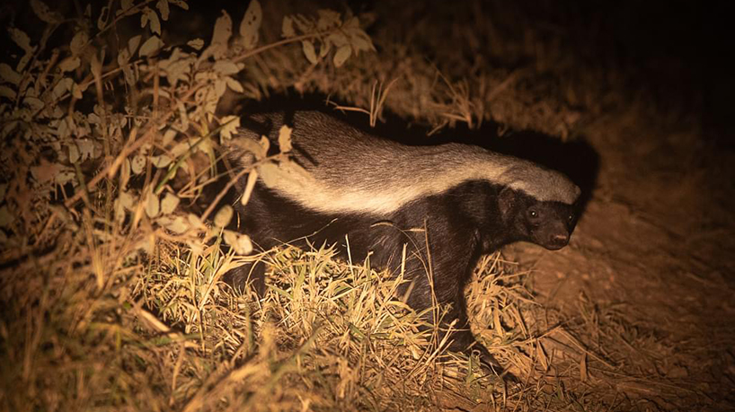 A rare and elusive Honey badger - Brendon Jennings A rare and elusive Honey badger - Brendon Jennings