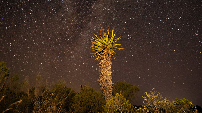 Aloes at night - Brendon Jennings Aloes at night - Brendon Jennings