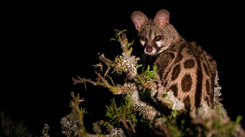 Kariega Large Spotted Genet Eyes - Brendon Jennings Kariega Large Spotted Genet Eyes - Brendon Jennings