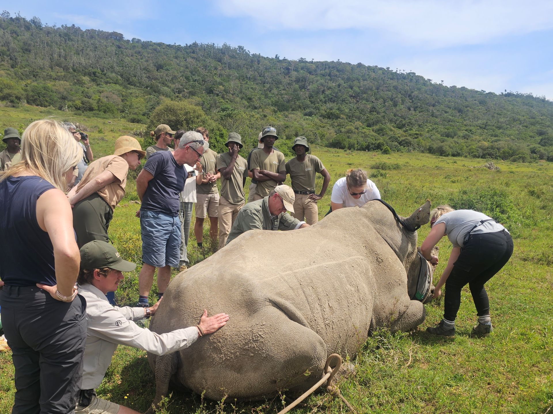 Rhino Procedure On Kariega Game Reserve Rhino Procedure On Kariega Game Reserve