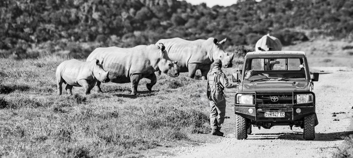 Apu Protecting Rhino Apu Protecting Rhino