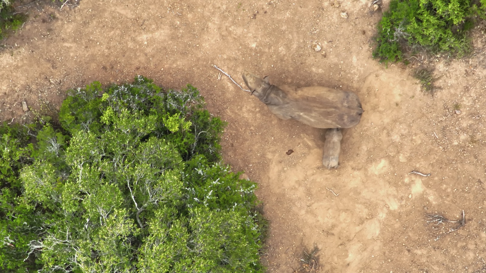 Rhino With Calf Rhino With Calf